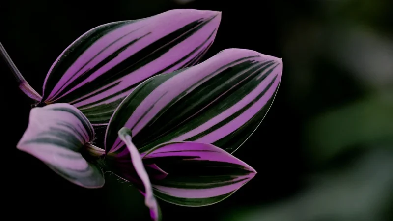 Epson C13S050211 Purpurowy