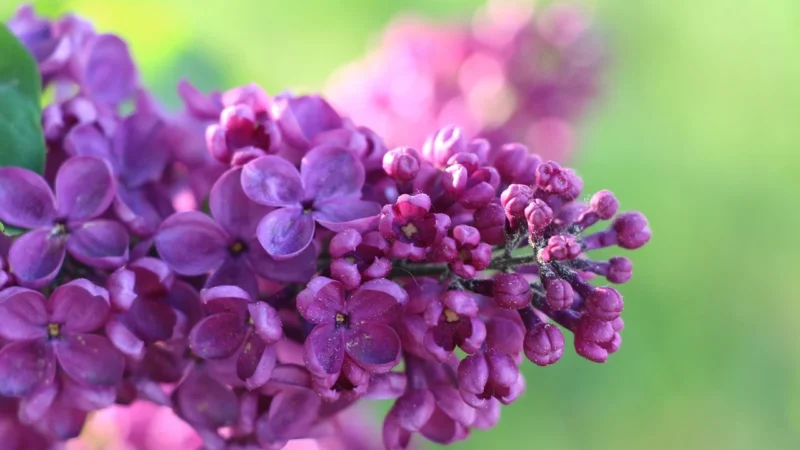 Oki Magenta (43381906)