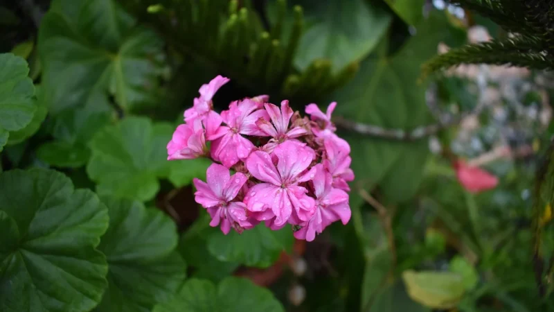 RICOH MAGENTA DO KOPIAREK ORYGINALNY 18K (841819)